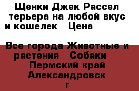 Щенки Джек Рассел терьера на любой вкус и кошелек › Цена ­ 13 000 - Все города Животные и растения » Собаки   . Пермский край,Александровск г.